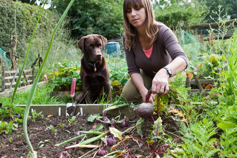 Protect lawns and gardens
