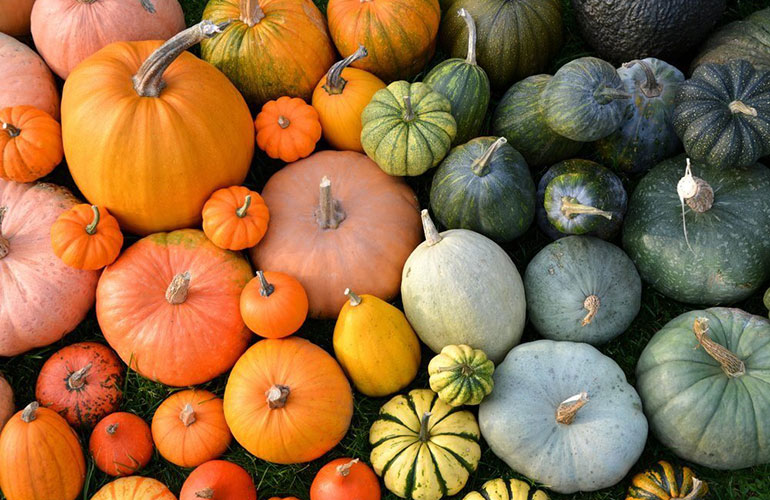 Don’t store squash and pumpkins with apples and pears
