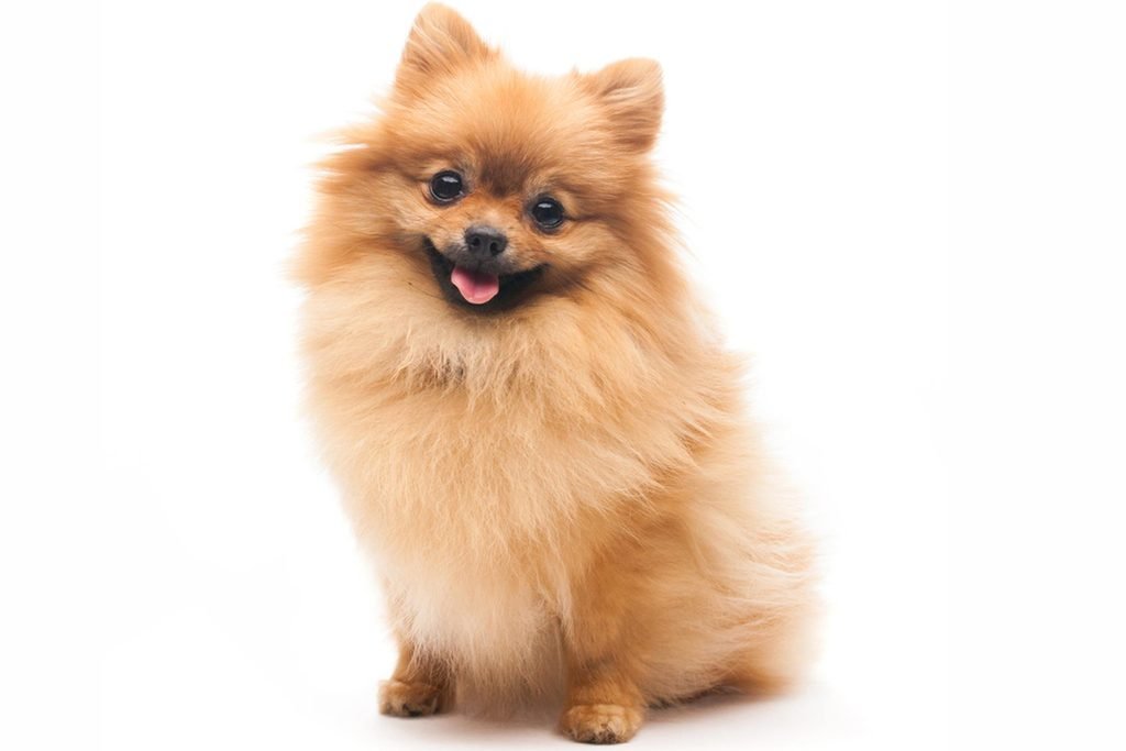 Doggy diagnosis