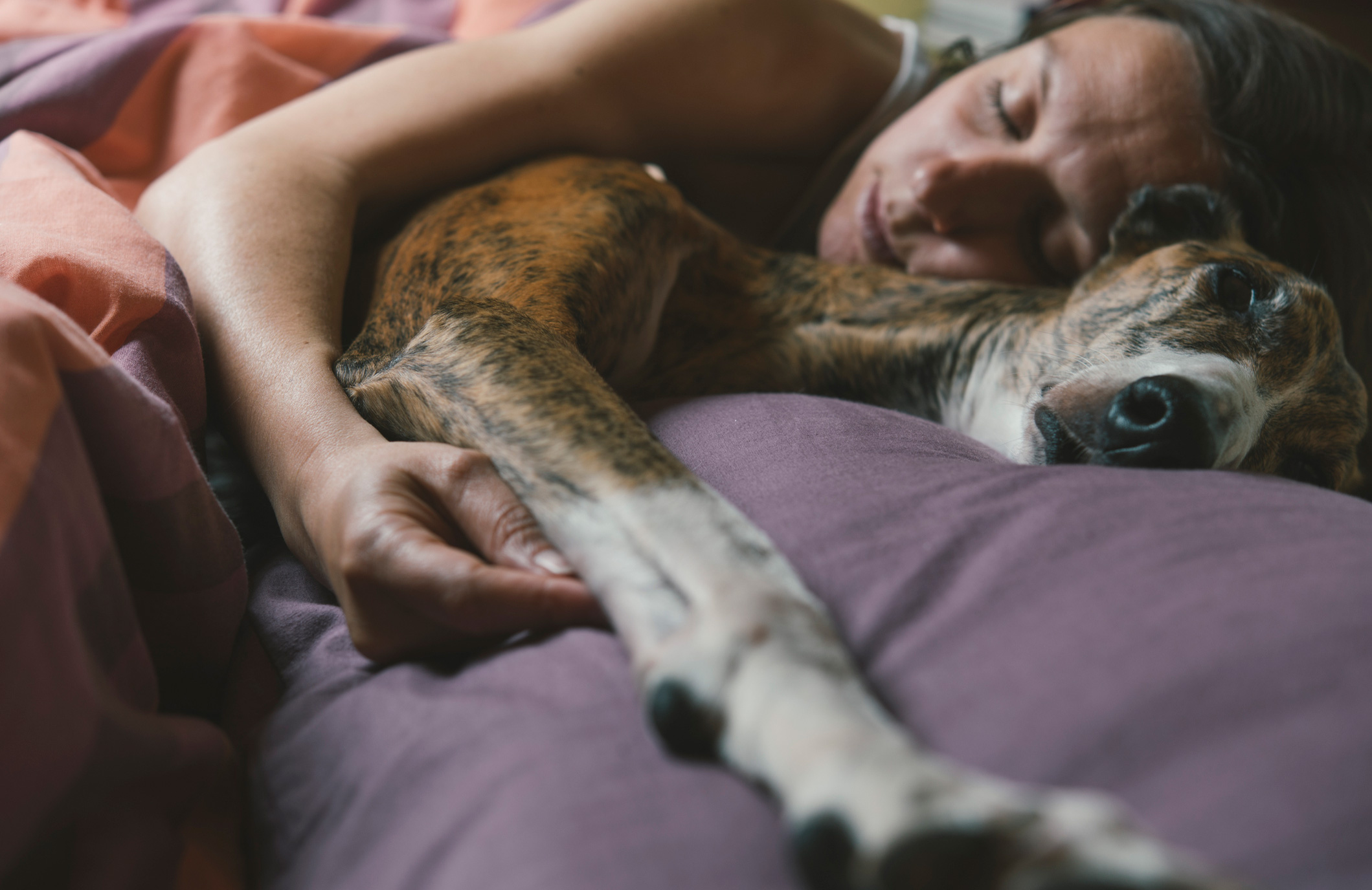 Potential health benefits of the dog sleeping in the bed