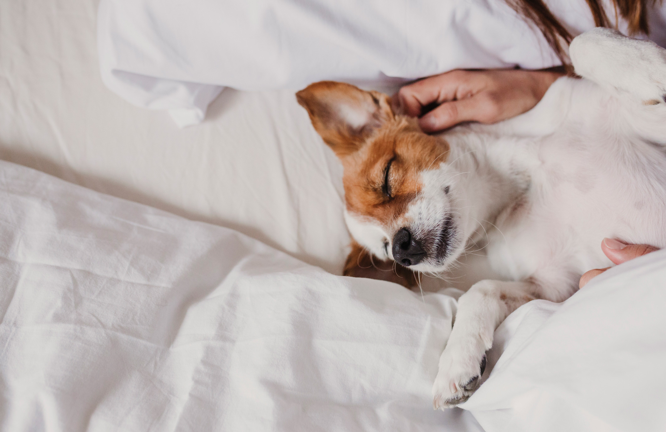 A dog trainer’s perspective