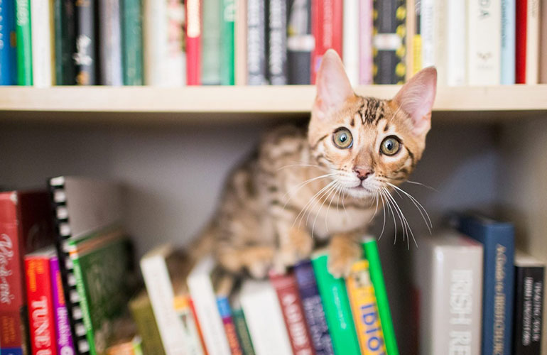 The purr-fect addition to your reading list