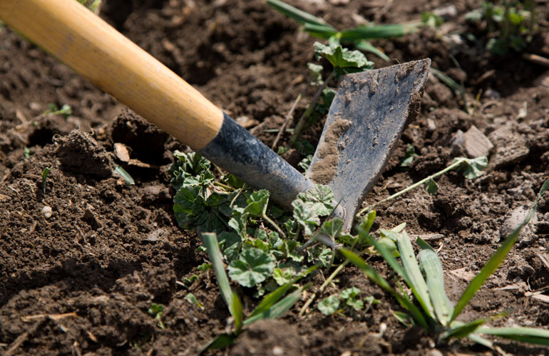Don’t disregard weeds