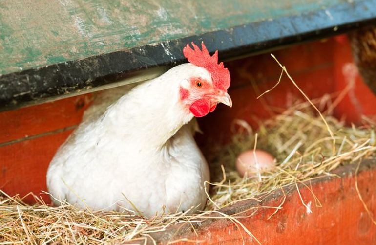 Easy maths riddles: Egg equation