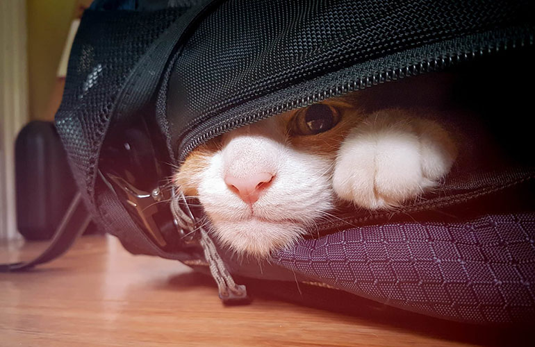 She’s ready to prove her willingness to cuddle anywhere
