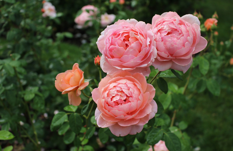 Bed of roses