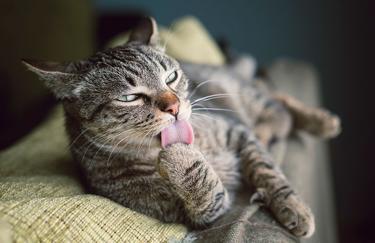 Make the cat feel at home