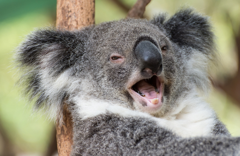 Save the koalas