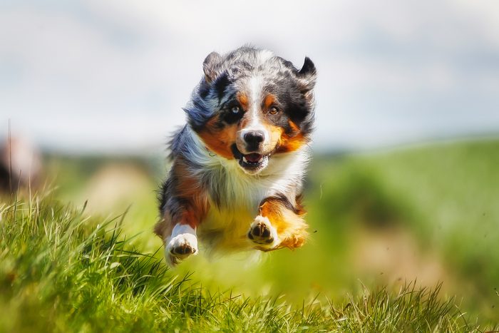 12th fastest dog: Border Collie