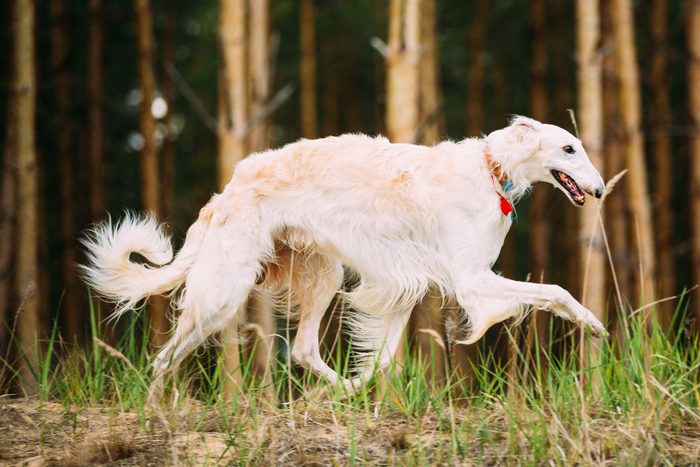 9th fastest dog: Borzoi
