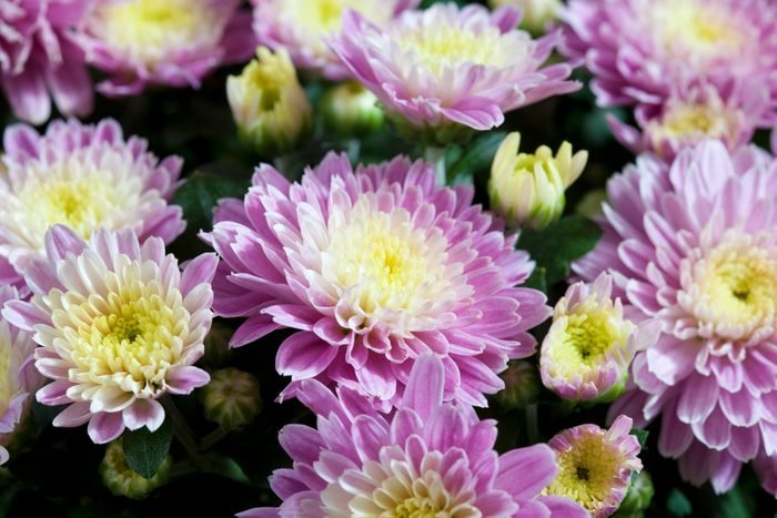 Chrysanthemum (compositae)