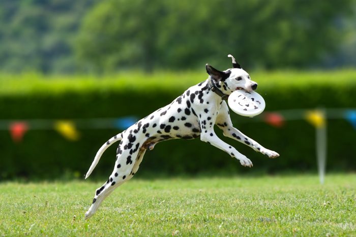 Don't exercise your dog too much or too little
