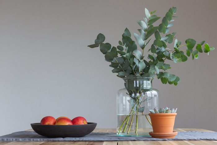 Eucalyptus (myrtaceae)