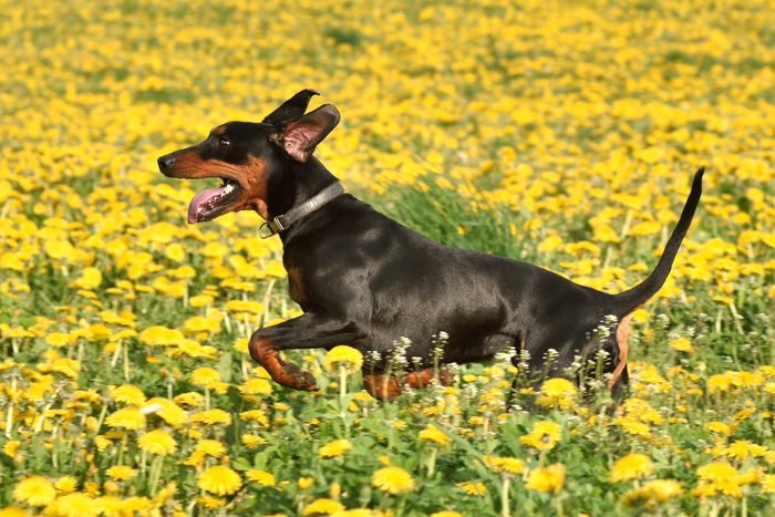 11th fastest dog: German Pinscher
