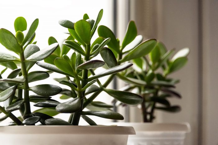 Rubber plant (crassula)