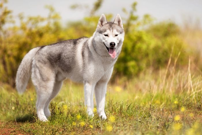 13th fastest dog: Siberian Husky