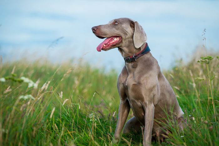 10th fastest dog: Weimaraner