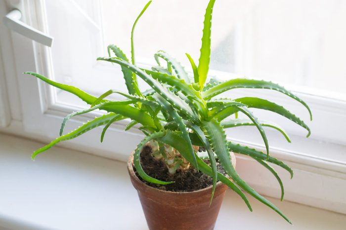 Aloe vera (liliaceae)