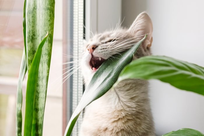 What to do if your cat chews or eats toxic plants
