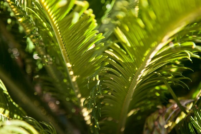 Sago palm (cycadaceae)