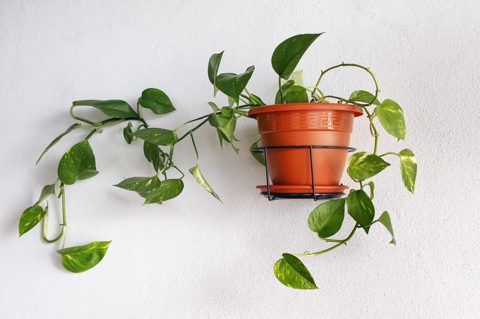 Devil’s ivy (epipremnum aureum)