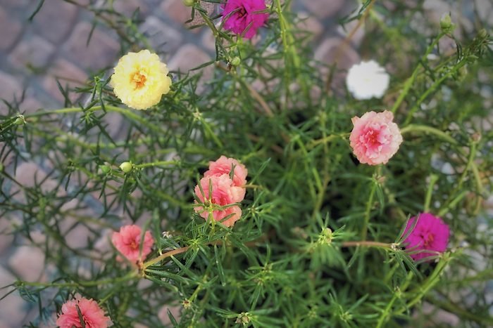 Moss rose (portulaca oleracea)
