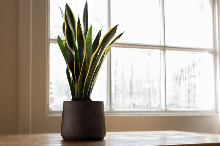 Mother-in-law’s tongue (sansevieria trifasciata)