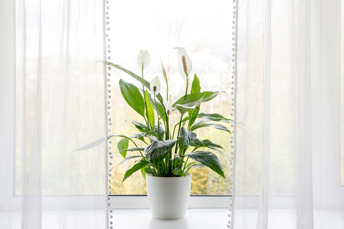 Peace lily (spathiphyllum)