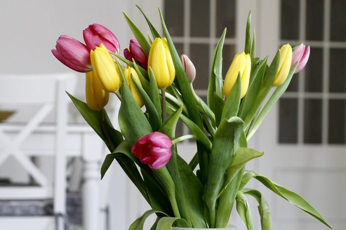 Tulip (liliaceae)