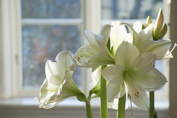 Amaryllis (amaryllidaceae)