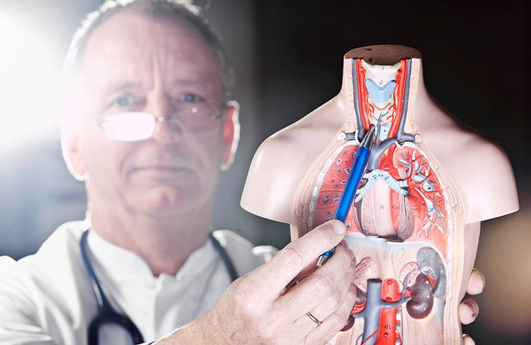 What does the thyroid do?