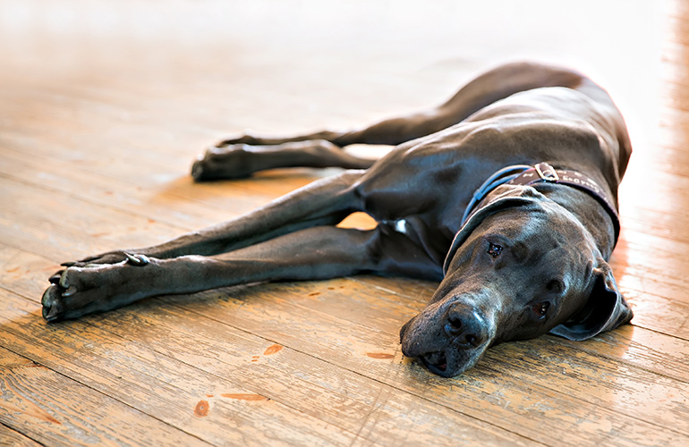 Great Dane