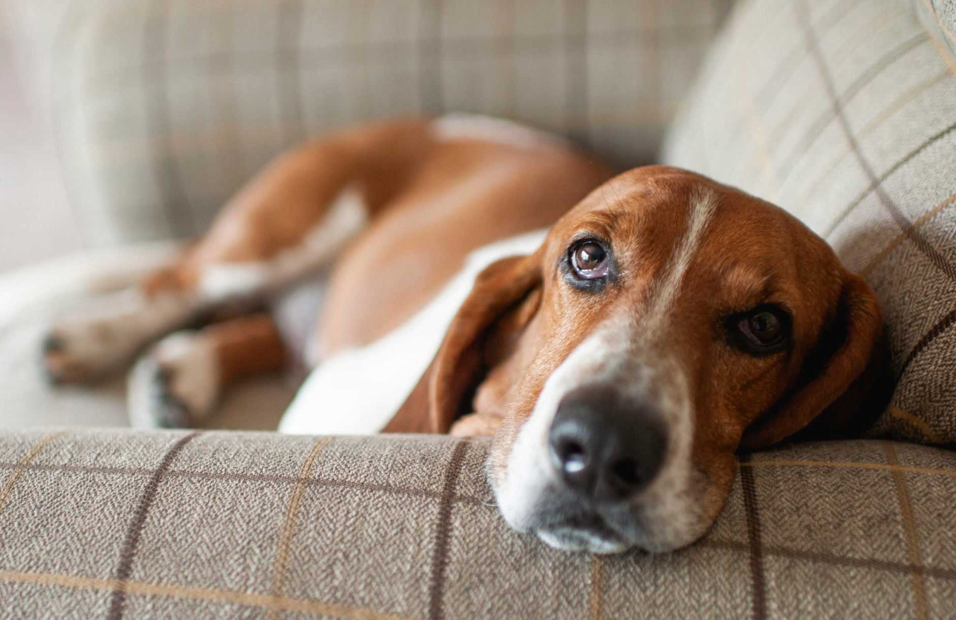 Basset Hound