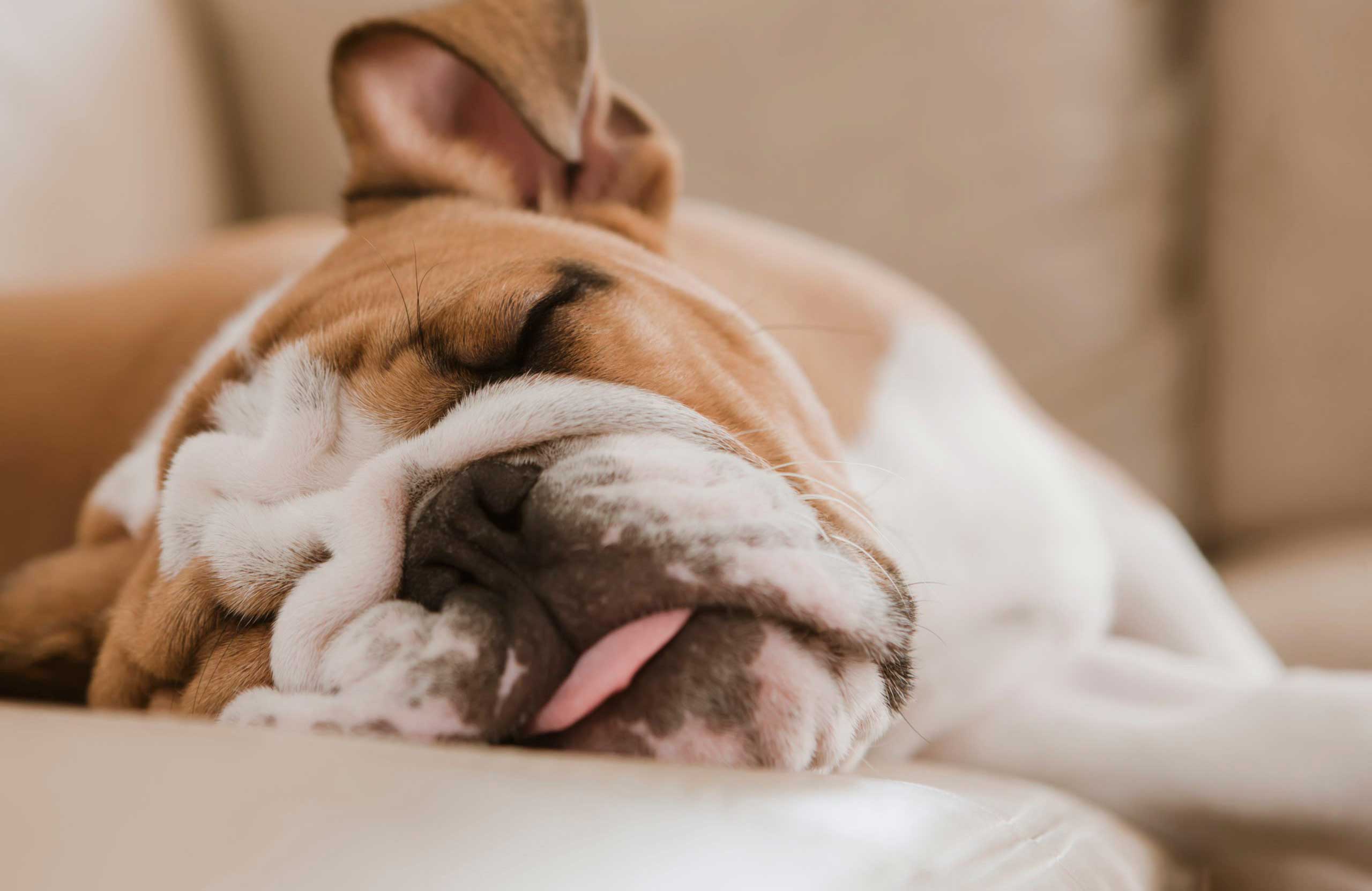 British Bulldog