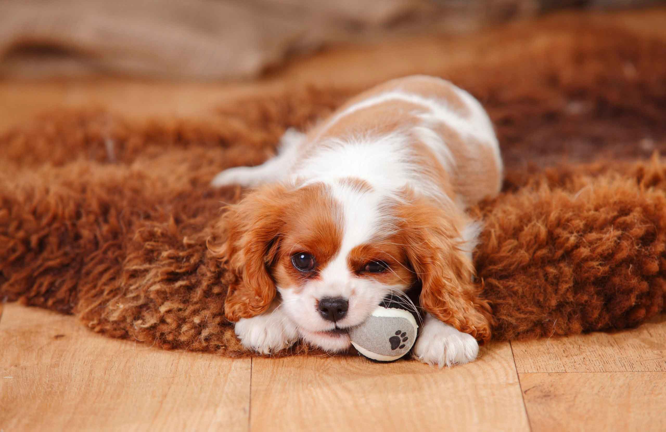 Cavalier King Charles Spaniel
