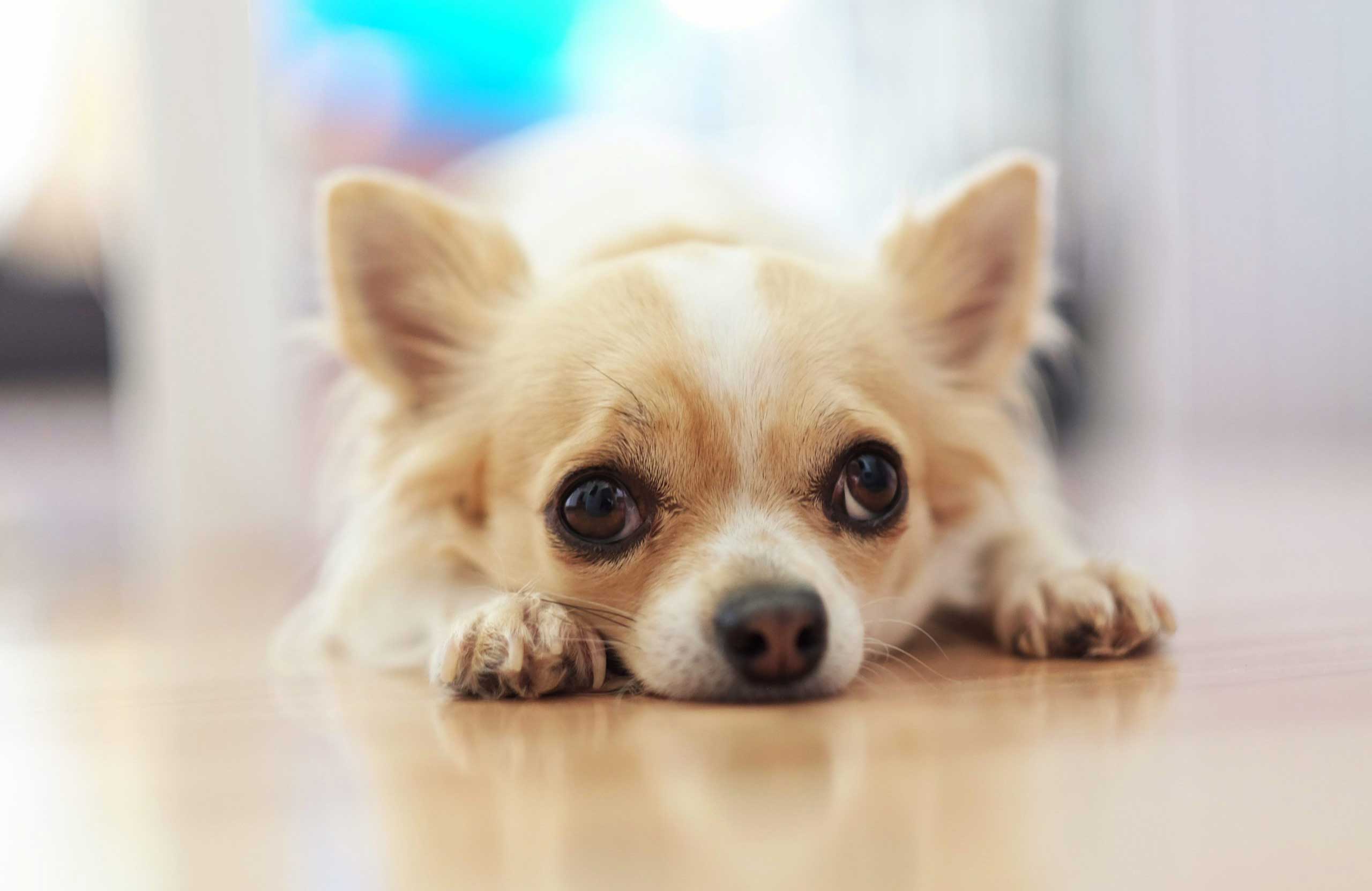 Chihuahua