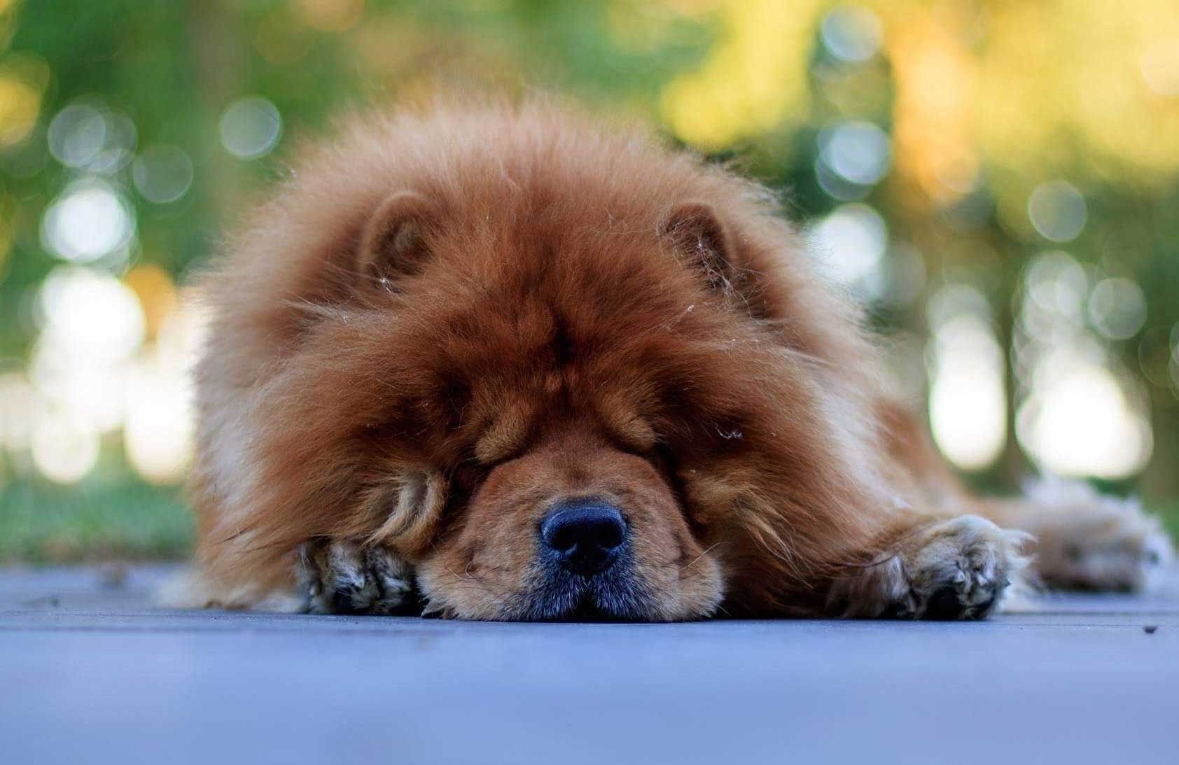 Chow Chow