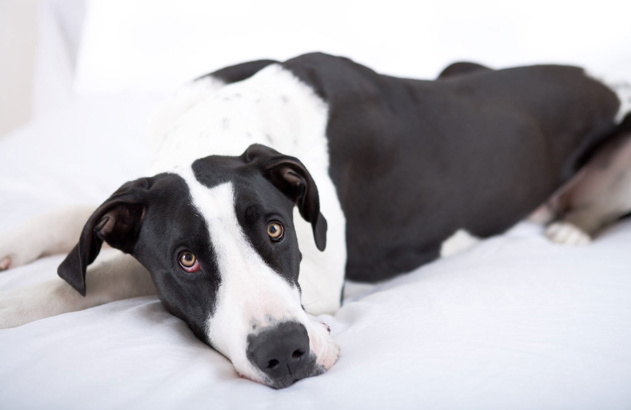 Great Dane