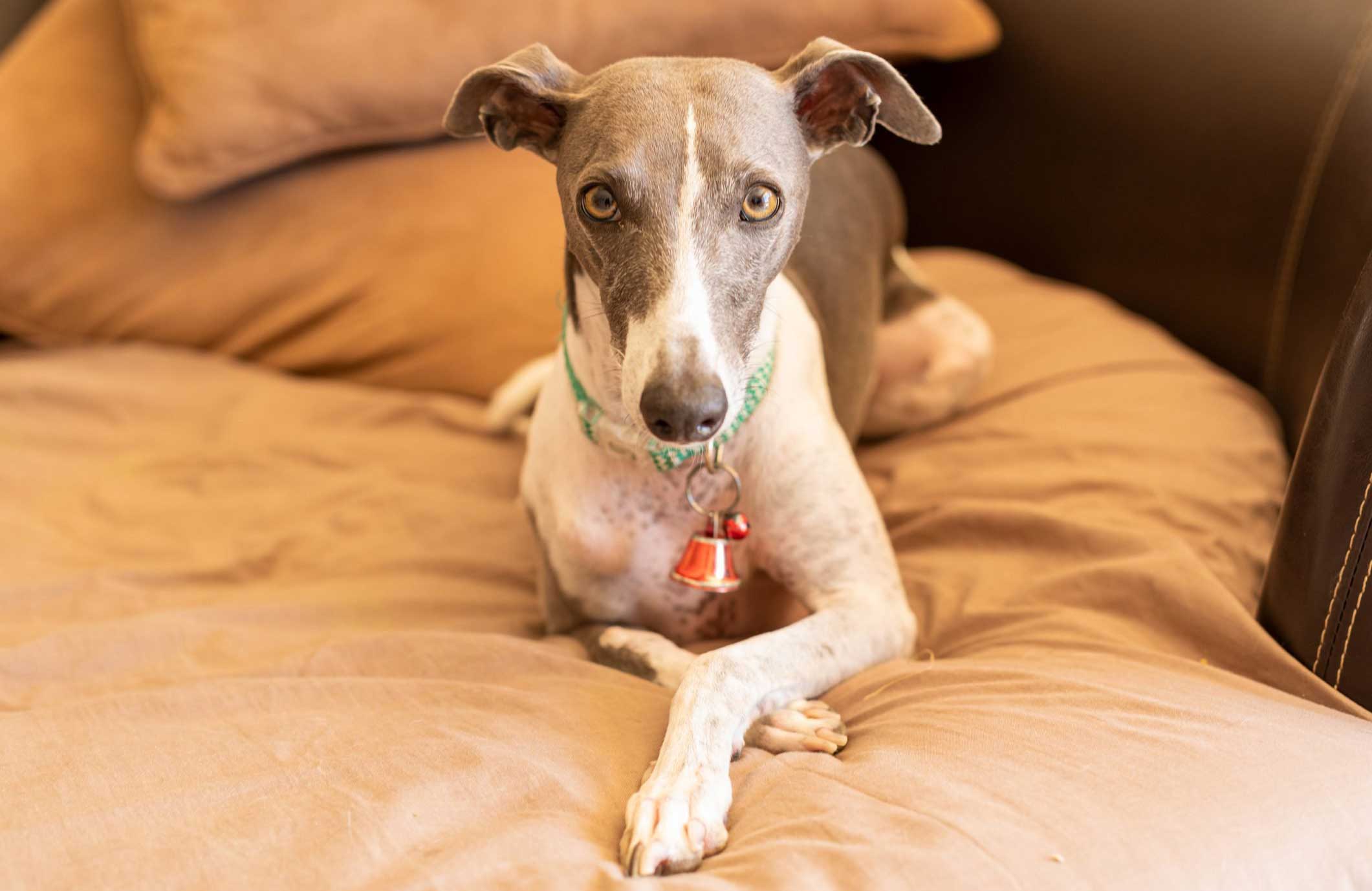 Greyhound