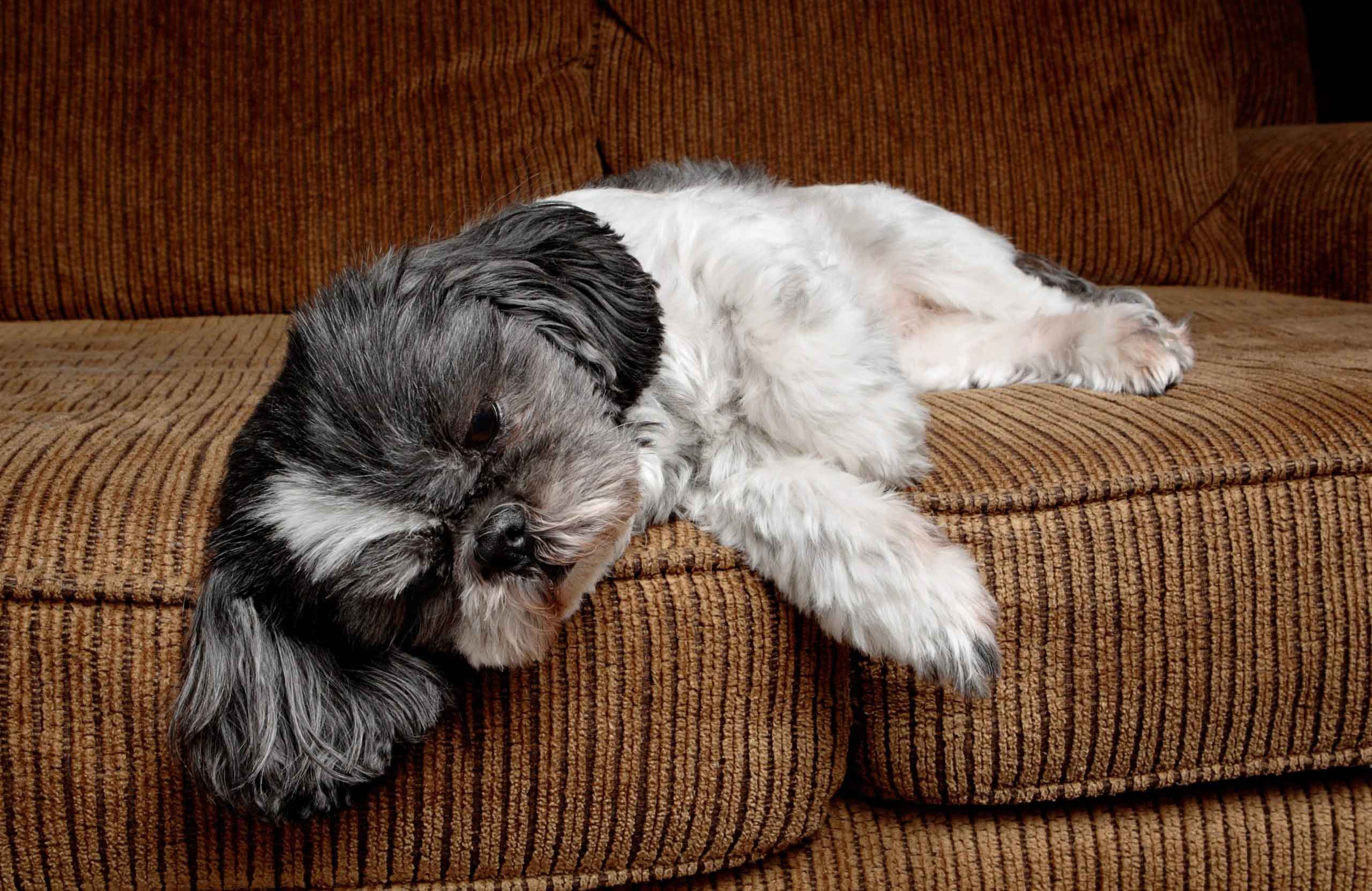 Shih Tzu