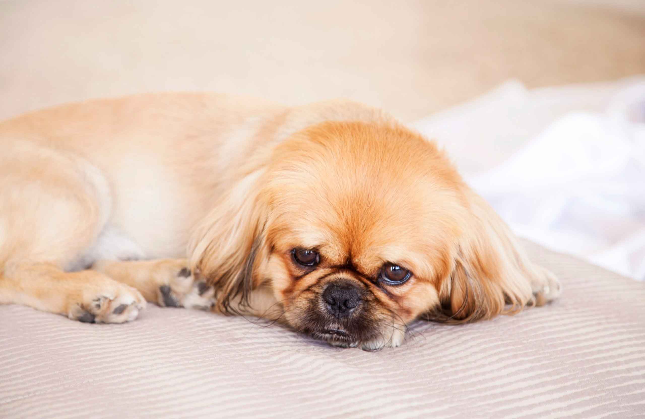 Pekingese
