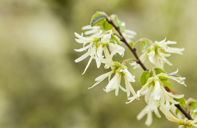 Witch hazel