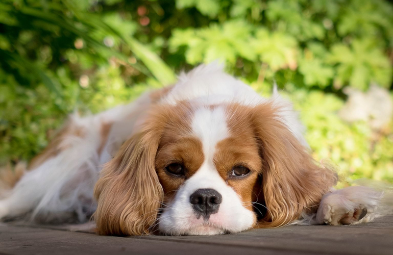 Cavalier King Charles spaniel