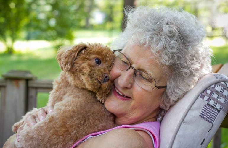 Do toy breeds live longer than other breeds?