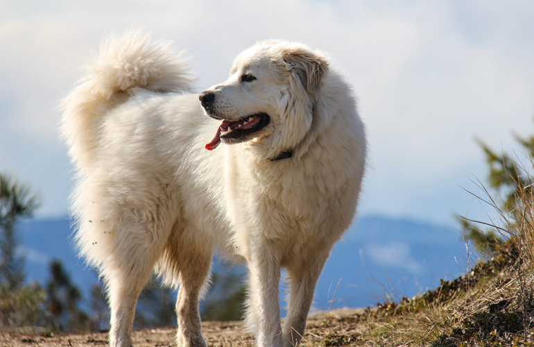 Great Pyrenees