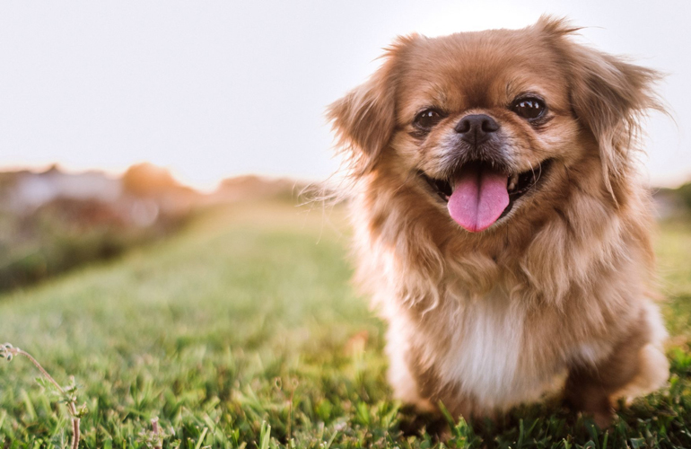 Pekingese