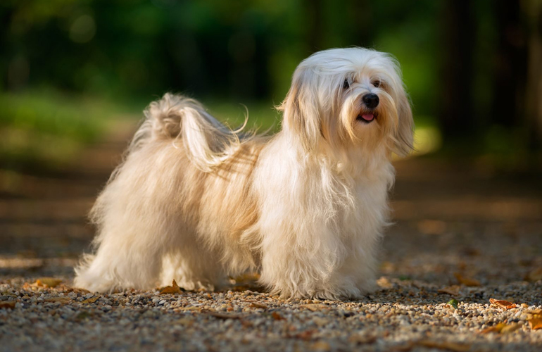 Havanese