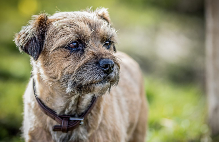 Border terrier