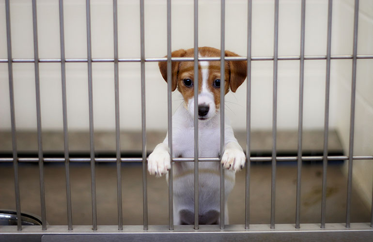 Adopt a pet