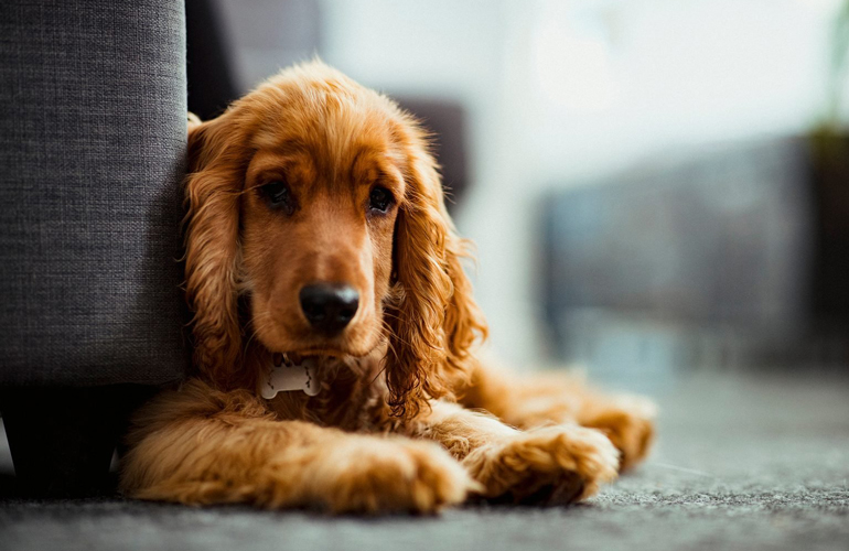 English cocker spaniel